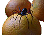 spiderorangesm.gif (6316 bytes)